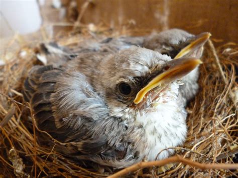 鳥 家裡築巢 節氣立冬